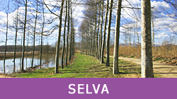 Selva